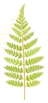 Fern leaf. Forest plant isolated illustration vector