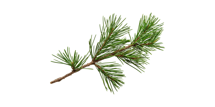 Pine Tree Branch With Green Needles. Nature And Botanical Study Isolated On Transparent Background png