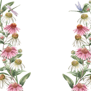 Square frame with echinacea flowers and dragonfly. Isolated watercolor illustration of garden flowers for design of cosmetic products, printing on posters, clothes. png