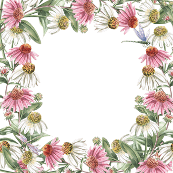 Square frame with echinacea flowers, dragonfly and caterpillar. Isolated watercolor illustration of garden flowers for design of cosmetic products, printing on posters, clothes png