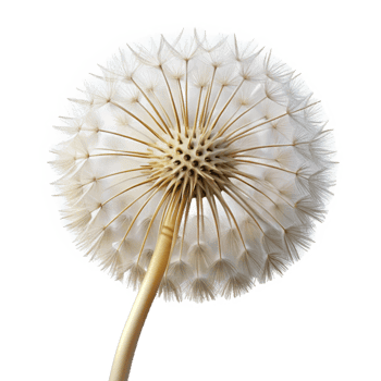 serene bolart deco Single dandelion seehead, white, detaileseeds, soft lighting, front view, with transparent background,high-resolution product photography gallery standard png