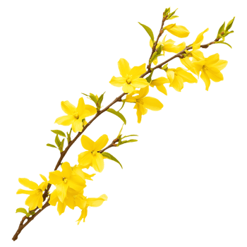Forsythia Yellow Blossom Branch Transparent png