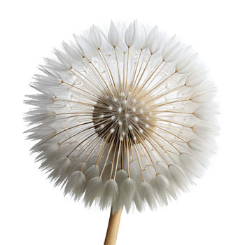 beautiful inspireSingle dandelion seehead, delicate white fluff, intricate seestructure, soft lighting, front view, product shot, isolateon transparent background,high-resolution product photography png
