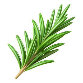 distinctive classic Sprig of rosemary, fresh green needles, detailetexture, studio lighting, top-down view, product shot, isolateon transparent background,high-resolution product photography precision png