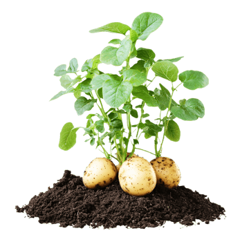 potatoes growing isolated on transparent background png