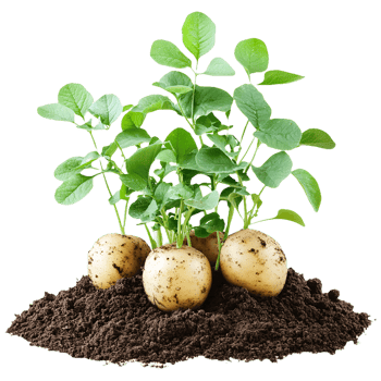Potatoes Growing in Soil with Fresh Green Shoots png