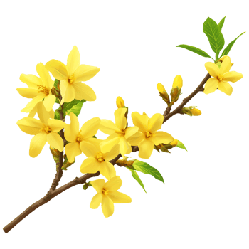 Bright Yellow Forsythia Branch with Leaves png