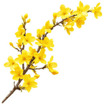 Vibrant Yellow Forsythia Spring Branch Clipart png
