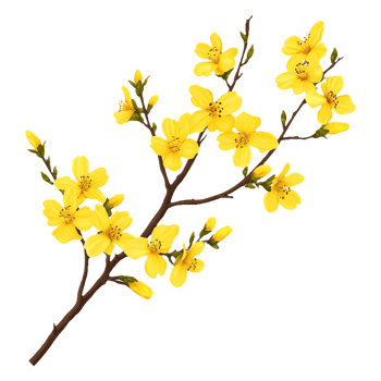 Bright Yellow Blossoms on Branch Spring Floral Beauty png