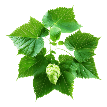 Fresh Hop Plant with Green Leaves Ideal for Brewing and Gardening png