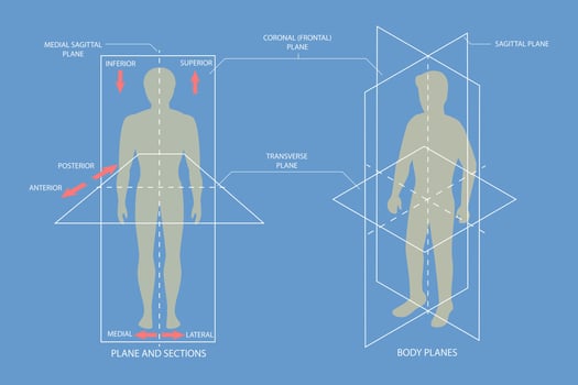 3D Isometric Flat Conceptual Illustration of Human Body Anatomical Planes, Sagittal, Coronal and Transverse Plane vector