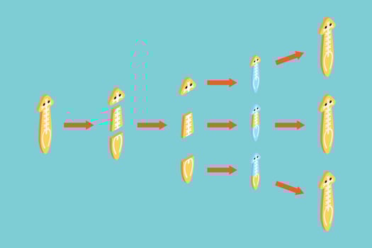 3D Isometric Flat Conceptual Illustration of Planaria Regeneration, Educational Scheme vector