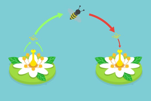 3D Isometric Flat Conceptual Illustration of Pollination Process Diagram, Plant Reproduction vector