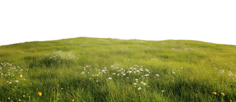 Green summer meadow isolated on transparent background png