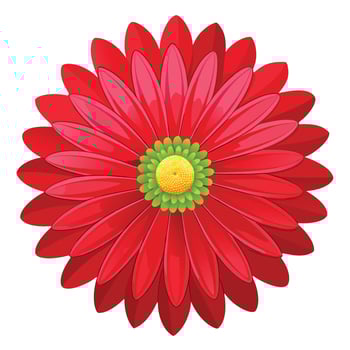 Red Daisy Flower Illustration Isolated vector