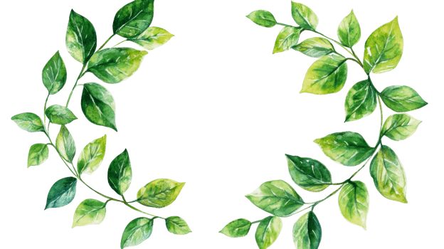 Watercolor green leaves frame, invitation, celebration, floral design, cut out transparent png