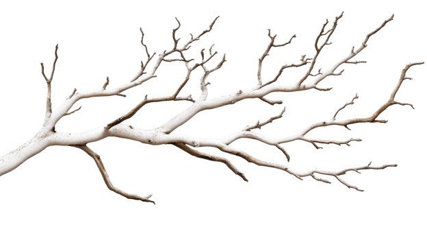 Dry branch isolated on transparent background, nature , cut out transparent png