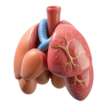 beautiful artistic Bio Printed Organ Isolated Anatomical Structure Transparent Background premium png