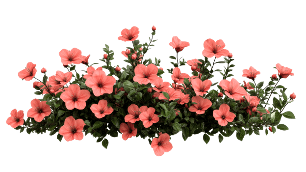 Elegant peach hibiscus blossoms and foliage, cut out transparent png