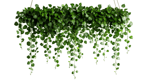 Lush Green Hanging Plant on Black Background , cut out transparent png