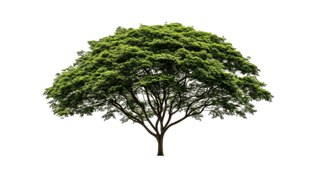 Solitary tree with lush foliage in a dark background, cut out transparent png