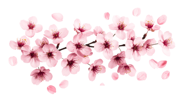 Pink blossoms with fallen petals on dark background, cut out transparent png