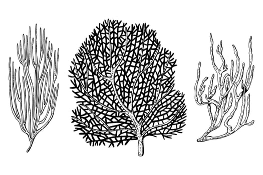 A set of sea fan, ocean coral reef organizm. Hand drawn illustration isolated on white background. Graphic black and white sketch style. For clip art package vector
