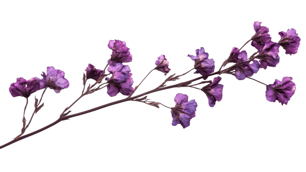 Pressed purple flowers branch, botanical element design, cut out transparent png