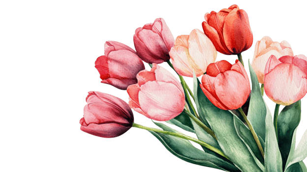 Watercolor tulips bouquet on black, cut out transparent png