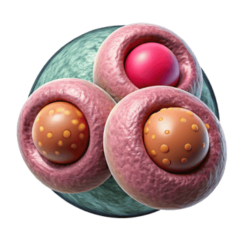 elegant artistic Cellular Division Mitosis Process Isolated premium png