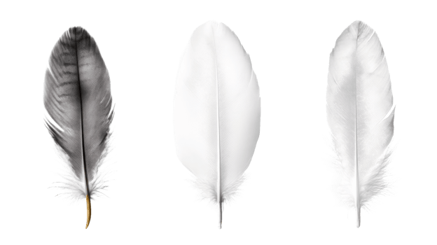 Feathers of different shades, isolated avian plumage, cut out transparent png