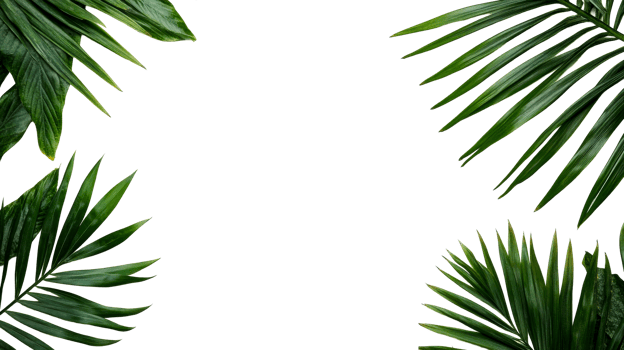 Foliage frame made of tropical leaves on black, cut out transparent png