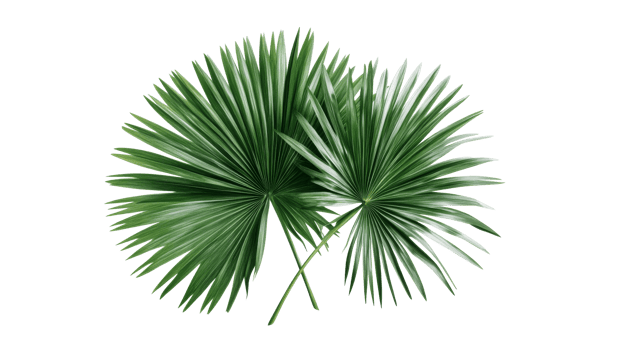 Two palm leaves, green pattern, tropical foliage, black background, cut out transparent png
