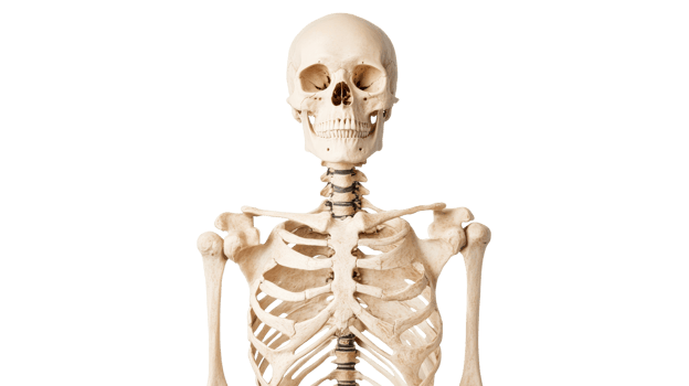 Human skeleton anatomical model, isolated against black background, cut out transparent png