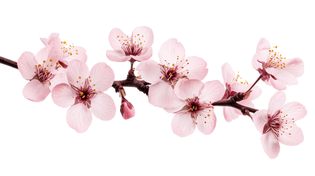 Blossom branch of pink cherry blossoms, springtime, cut out transparent png