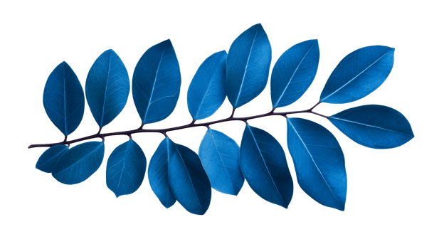 Blue leaves and branch on black, isolated, cut out transparent png