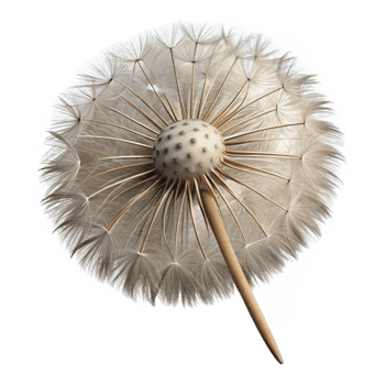 magnificent artistic Dandelion Seed Head Cutout Isolated genuine png