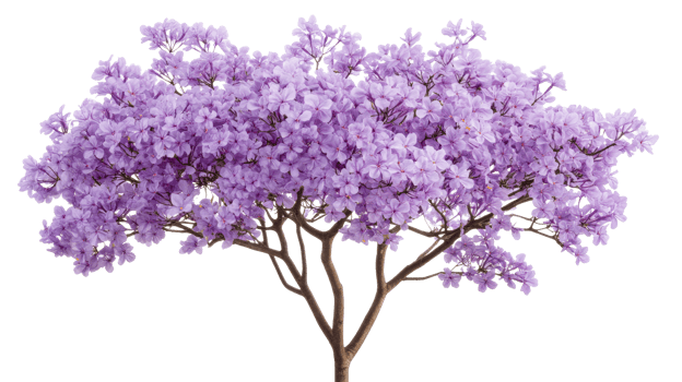 Blooming Jacaranda tree with purple flowers, cut out transparent png