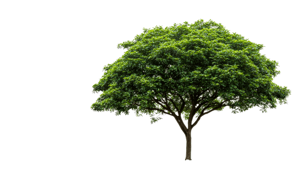 Detailed view of a lush green tree on a black background, cut out transparent png