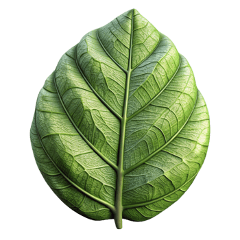stunning abstract Detailed Leaf Texture Terraverde Tapestry Transparent Background premium png
