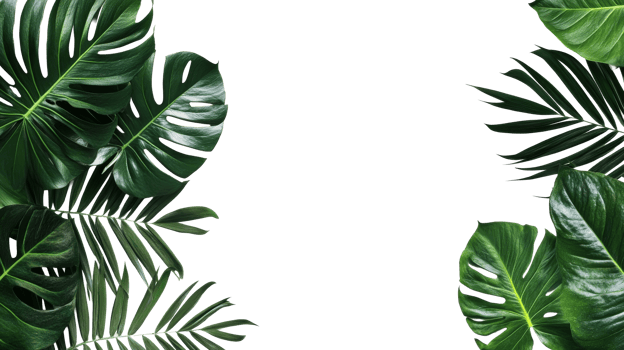 Tropical Leaves Frame Background, Monstera and Palm, cut out transparent png