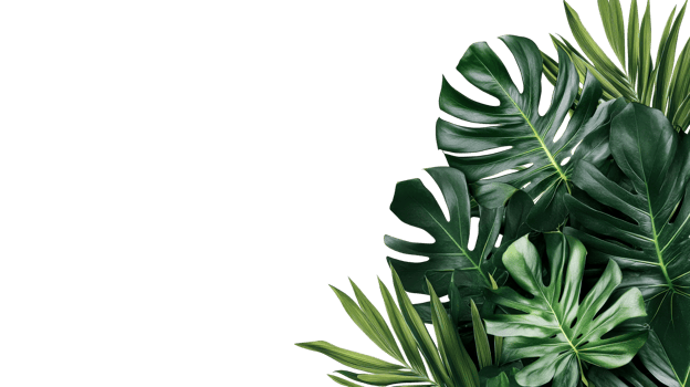 Tropical Leaves on Black Background for Design, cut out transparent png
