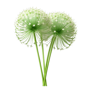 Two white flowers are in a vase png