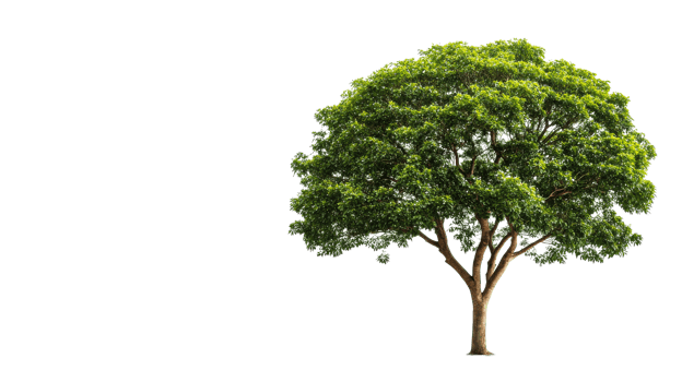 Deciduous tree with dense foliage on black background, cut out transparent png