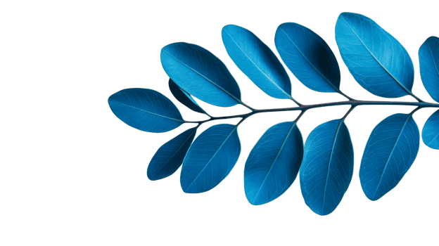 Blue botanical leaves on stem, veins detail, natural cutout transparent png