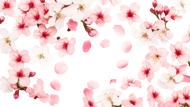 Blossoming Pink and White Flowers on Black Background, cut out transparent png