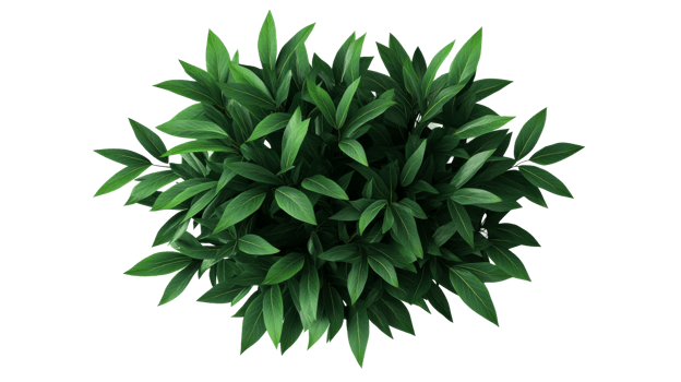 Overhead shot of lush green plant with pointed leaves, cut out transparent png
