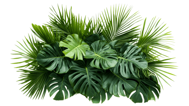 Lush green tropical foliage arrangement, isolated, monstera, palm, cut out transparent png
