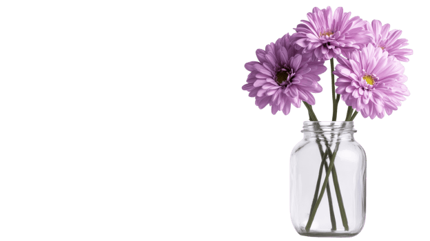 Delicate purple chrysanthemums in mason jar, cut out transparent png