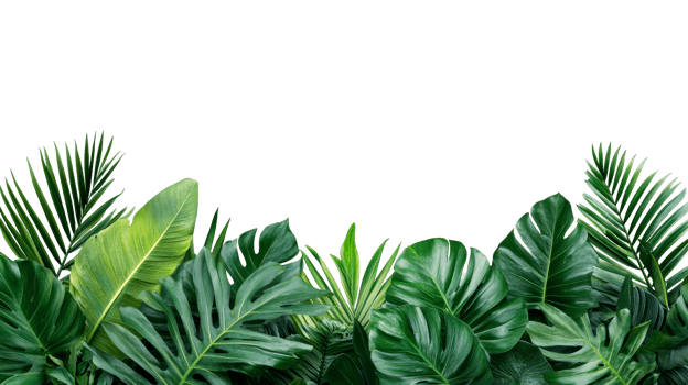 Tropical foliage border with monstera, palm, black backdrop, cut out transparent png